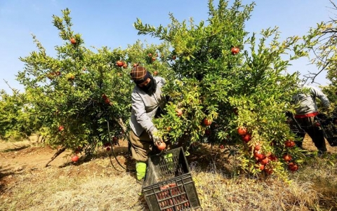 عائدات رمان حلبجة تبلغ 10 مليارات دينار في الموسم الأخير