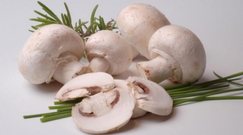 تعرف على الفوائد المذهلة للفطر.. يعزز جهاز المناعة لدى الانسان!