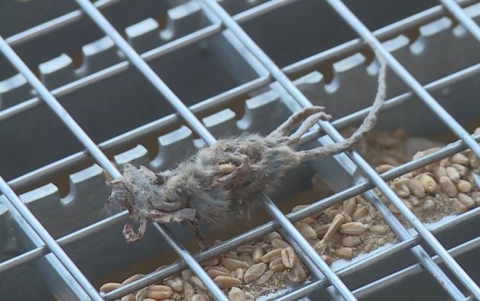 التجارة العراقية ترسل حنطة متعفنة مشوبة بفئران ميتة لإقليم كوردستان لطحنها وتوزيعها على المواطنين