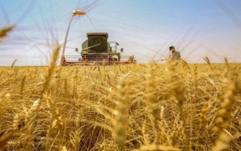 بغداد ترسل الدفعة الأولى من مستحقات مزارعي كوردستان عن قمح هذا العام