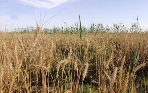 الزراعة العراقية: تشكيل لجنة لبحث الزيادة الكبيرة بالخطة الزراعية لإقليم كوردستان