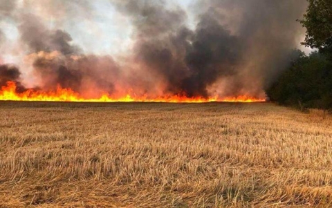 عناصر من داعش يحرقون مزرعة للحنطة واغتيال موظف في كركوك