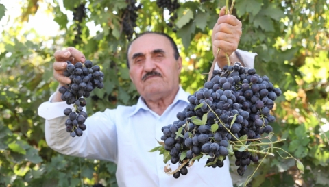 محصول عنب قياسي في خليفان بعد 30 عاماً من القصف الكيماوي