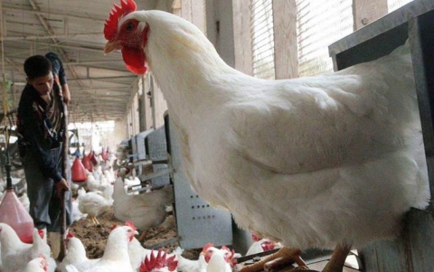 الزراعة العراقية : لا إصابات بإنفلونزا الطيور في إقليم كوردستان