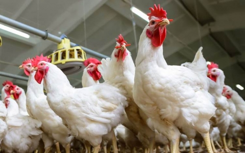 سعياً لحل ارتفاع أسعار المنتجات.. وزير الزراعة العراقي يزور إقليم كوردستان