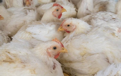 الزراعة العراقية تتحدث عن استيراد 