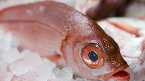 اعتمد هذه النصائح للتعرف الى السمك الطازج قبل الشراء