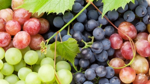 هكذا تختار العنب الجيد وهكذا تحفظه