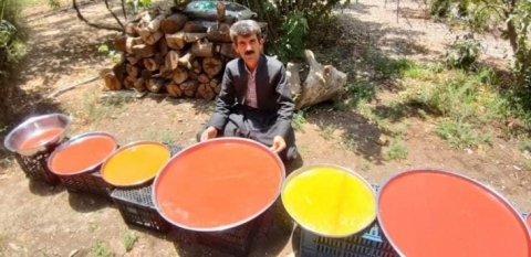 للمرة الأولى .. مزارع من حلبجة ينتج معجون الطماطم الصفراء والبرتقالية