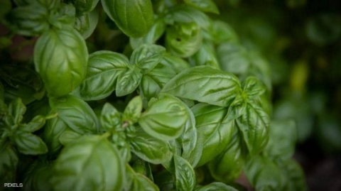 أعشاب طبيعية تساعد على خفض ضغط الدم المرتفع