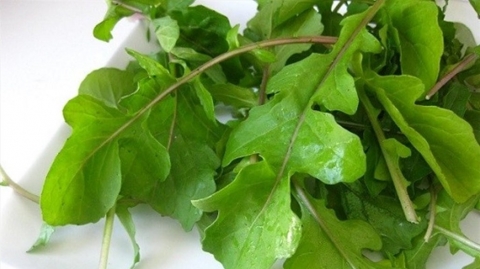 صديق الخلايا والقلب.. تعرف على فوائد الجرجير المذهلة