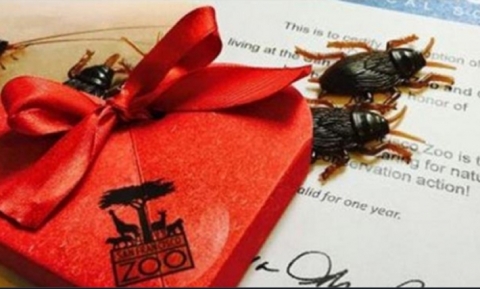 “صرصور الحب”.. طريقة غريبة للاحتفال بـ”الفالانتين”!