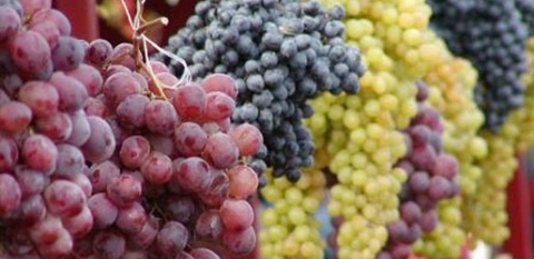 5400 دولار ثمن عنقود عنب في اليابان