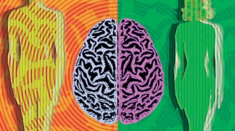 جينات تتحكم في اختلافات عقول الرجال والنساء