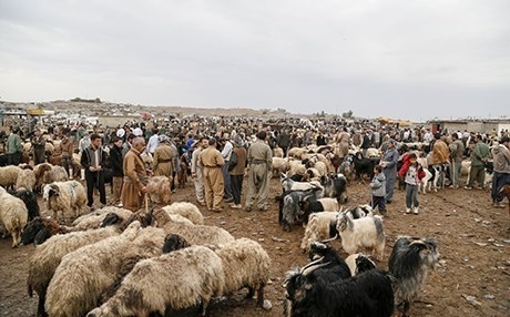 الأزمة المالية قد تُسهم في ازدهار الثروة الحيوانية بإقليم كوردستان من جديد