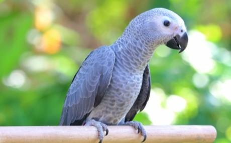 اعتقال ببغاء في البرازيل... والسبب تجارة المخدرات!