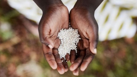 قصة النساء المستعبدات اللواتي جلبن زراعة الأرز إلى أمريكا