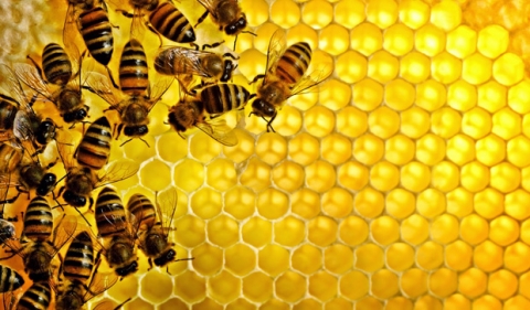 عسل النحل والقرفة خليط سحري يعالج 7 مشاكل