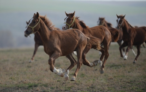 إقليم كوردستان يحظر استيراد الخيول من تركيا