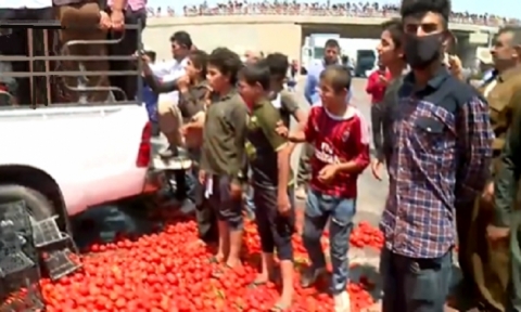 ظلال كورونا الثقيلة على زراعة كوردستان .. فلاحون يرمون كميات كبيرة من الطماطم في الشارع