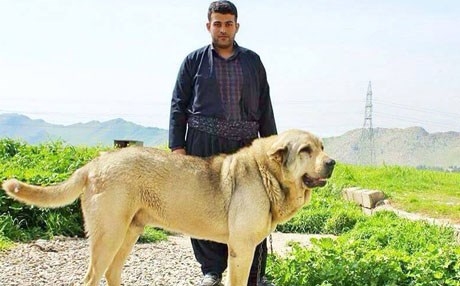 بحث علمي لتحديد أصول كلاب 