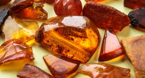 العثور على كائن حي عمره 44 مليون عام!