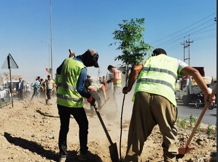 زراعة أكثر من 13 ألف شتلة في أربيل