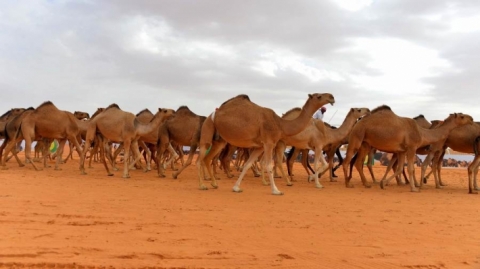 دولة تقرر اعدام 10 آلاف جمل في 5 أيام بإطلاق النار عليها من مروحيات
