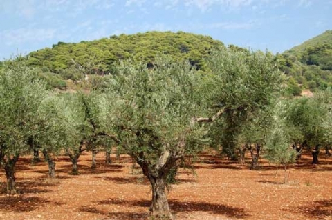 نحو مليوني شجرة زيتون عفرينية الأصل تثمر في إقليم كوردستان