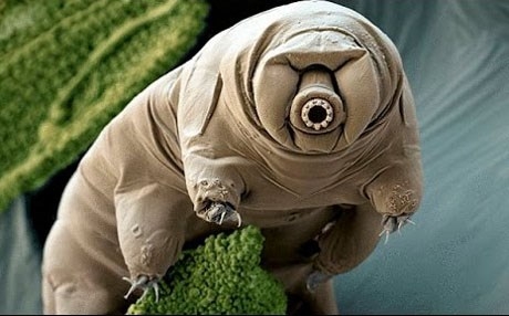 اكتشاف بروتين جديد يفسر سر أقوى حيوان في الأرض 