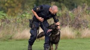 إقبال على اقتناء كلاب من فصيلة 