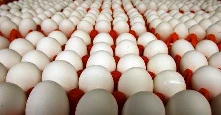 اتلاف 21 طنا من البيض غير الصالح للاستهلاك البشري في مدينة بكوردستان