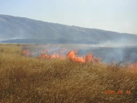 حرائق المحاصيل تلتهم مئات الدونمات من حقول الكورد في 