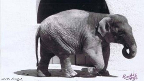 بعد 43 عاما من 