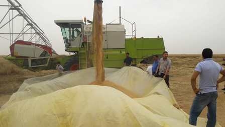 التجارة العراقية تبدأ بحملة تسويق الحنطة في اقليم كوردستان