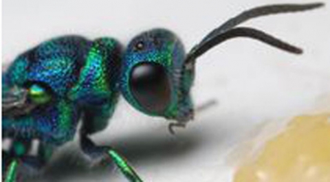 اكتشاف حشرة جديدة في الإمارات