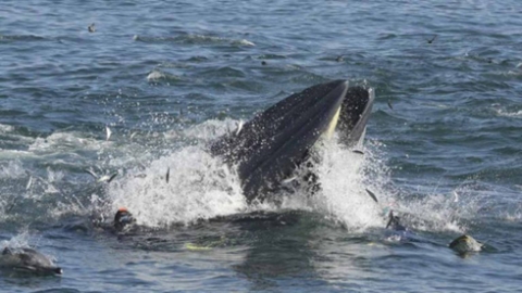 حوت عملاق كاد أن يبتلع غواصًا أثناء تصوير فيلم وثائقي