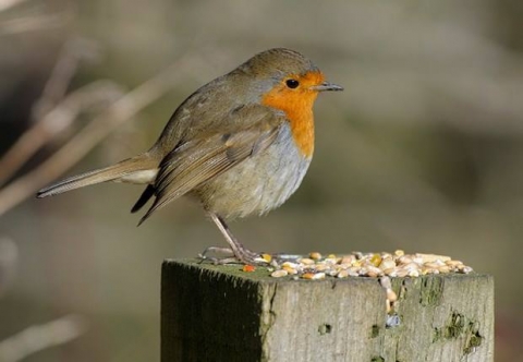 ما لن تتوقعه... طعام الطيور أفضل وسيلة لخسارة الوزن