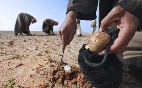 حقوق الانسان تؤكد استمرار عمليات البحث عن المفقودين في صحراء النخيب بمحافظة الأنبار