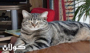 الطفيليات التي تنقلها الهررة قد تسبب العمى والخرف والإنفصام