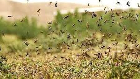 بعد انتشار الجراد بمناطق في اقليم كوردستان .. انطلاق حملة لمكافحتها