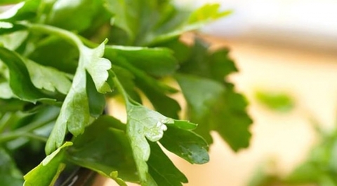 فوائد البقدونس الصحية