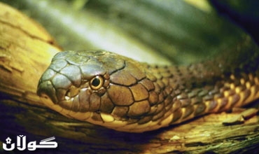 سكان هونغ كونغ يلجؤون إلى الأفاعي للوقاية من الإنفلونزا