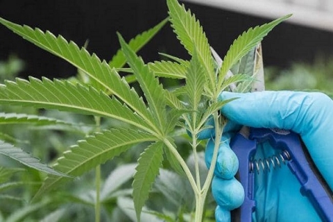 الماريجوانا ترفع خطر الاصابة بالشيزوفرينيا