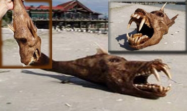 دراسة: القرش أقرب إلى الإنسان منه إلى الأسماك الأخرى