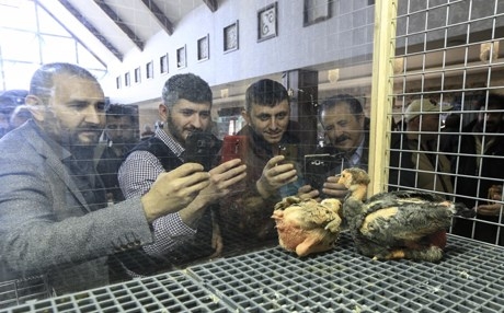 ملكة جمال الدجاج في تركيا تباع بـ1161 دولاراً 