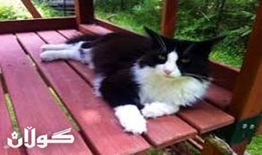 عمدة بلدة في كندا.. هرّ؟