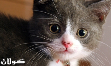 سجن رجل أمريكي بتهمة محاولة طهي قط