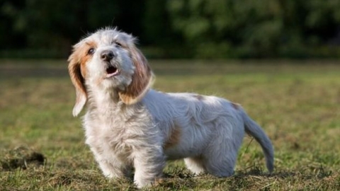 بلدة فرنسية تحظر نباح الكلاب وتفرض غرامة على مالكيها