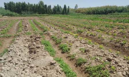 مسؤول يعلن حل مشكلة القرى الكوردية في كركوك